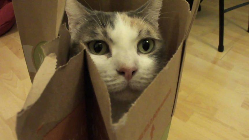 4 Ways to Turn Old Paper Bags Into Cat Toys